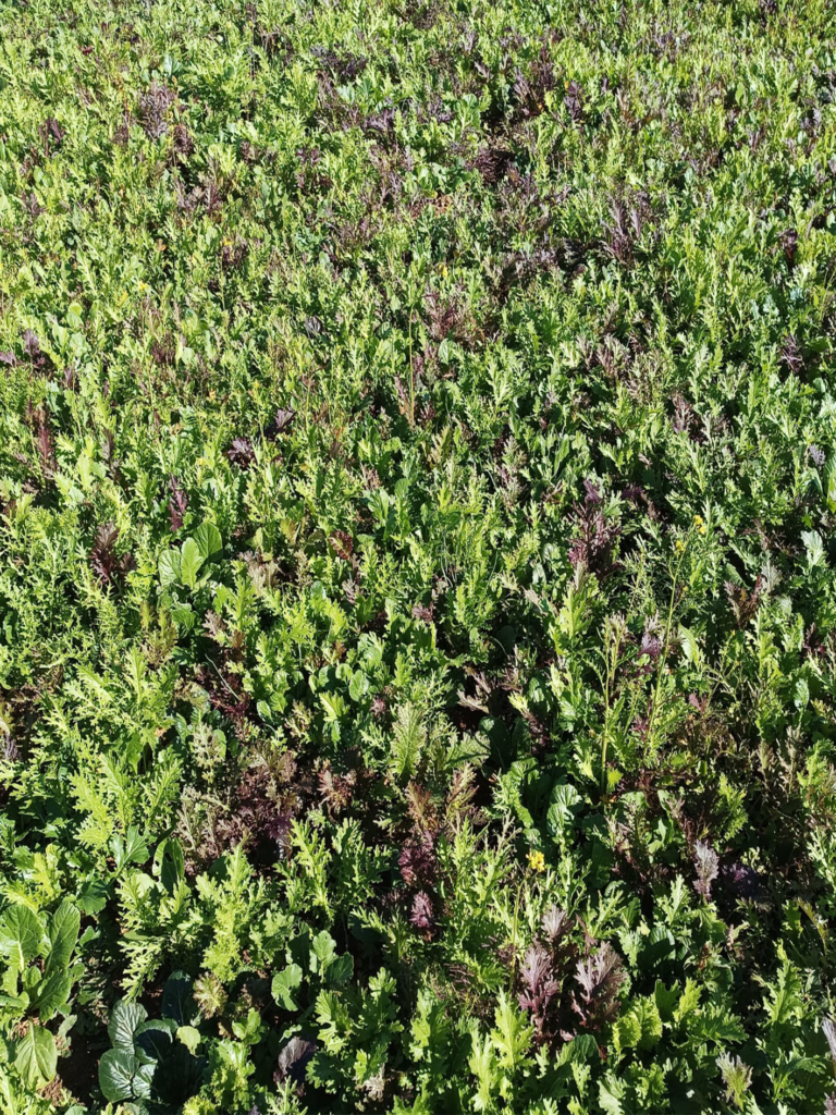 Service-1-min (1) başlıksız 1